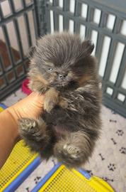 Volpino pomerania LILACK AND TAN Splendido maschio