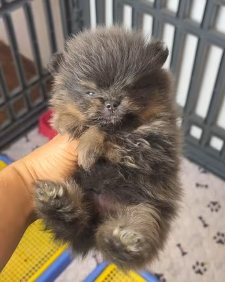 Volpino pomerania LILACK AND TAN Splendido maschio