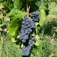 Uva Pinot Nero Doc Oltrepo Pavese