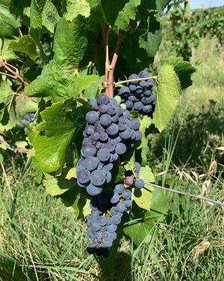 Uva Pinot Nero Doc Oltrepo Pavese
