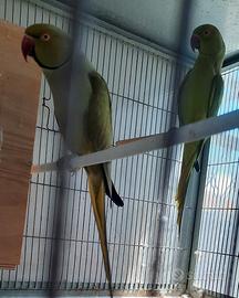 Coppia parrocchetti dal collare