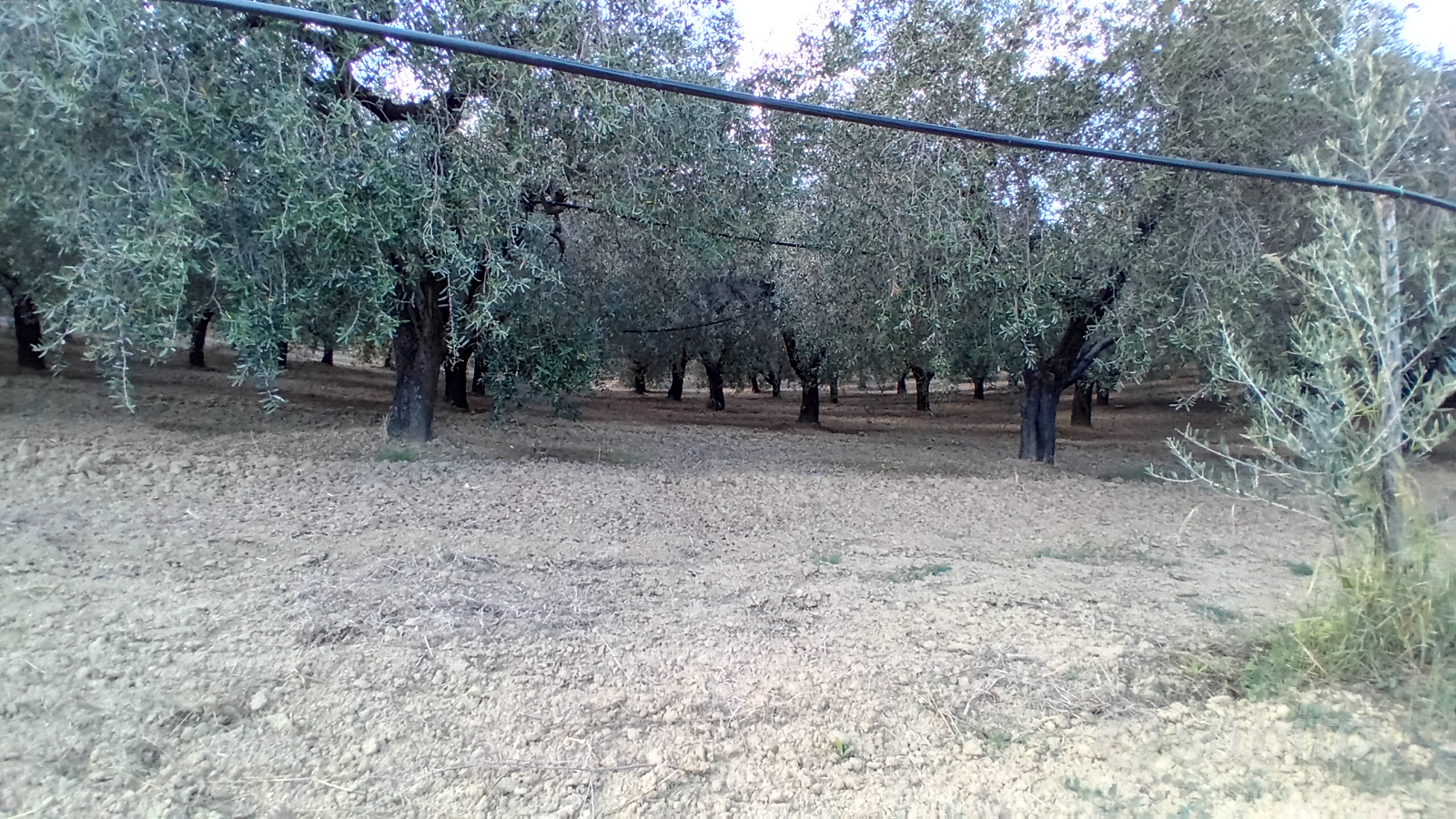 Terreno agricolo di olive - Altro