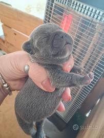 Cucciolo bulldog francese