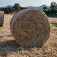 Balloni