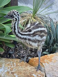 Pulcino Emu
