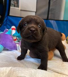 Labrador cuccioli