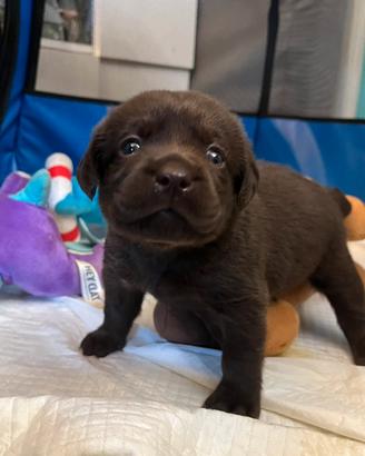 Labrador cuccioli