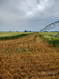 Terreno agricolo seminativo irriguo 4 ettari