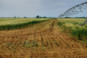 Terreno agricolo seminativo irriguo 4 ettari