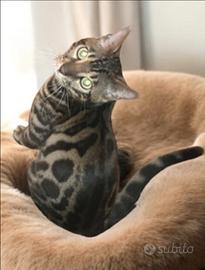 Bengala maschio 7 mesi giovane socievole