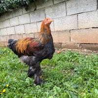 Brahma perniciato oro