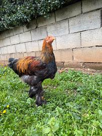 Brahma perniciato oro