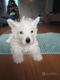 West highland White terrier