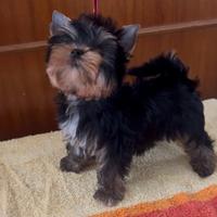 Yorkshire terrier femmina pronta
