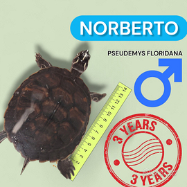 Norberto, Pseudemys floridana - M-3 anni - 14 cm
