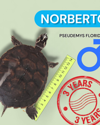 Norberto, Pseudemys floridana - M-3 anni - 14 cm