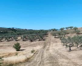 Terreno agricolo a Pianella