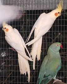 Coppia calopsite lutina 2024