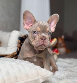 BULLDOG FRANCESE CUCCIOLI - bouledogue blu puppy