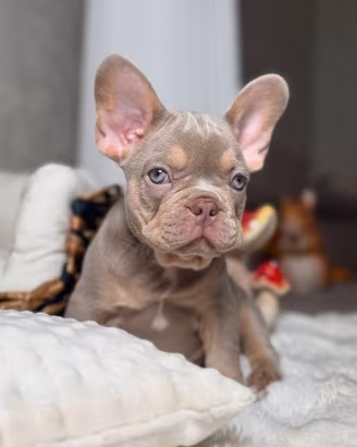 BULLDOG FRANCESE CUCCIOLI - bouledogue blu puppy