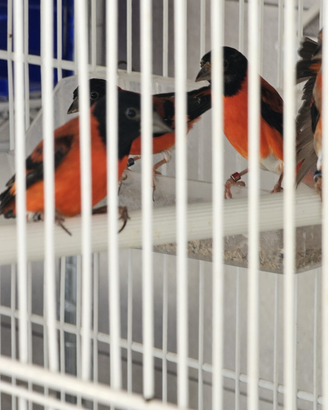 Cardinalini