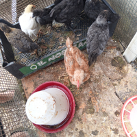 Pulcinotti australorp, isabrown incrocio lionata