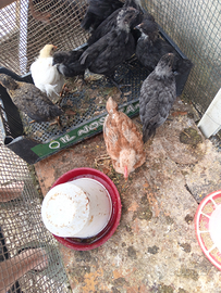 Pulcinotti australorp, isabrown incrocio lionata