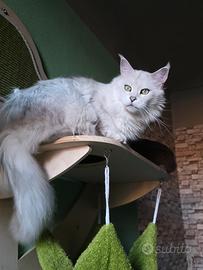 Maine coon chinchilla