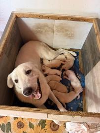 8 cuccioli di cane simil Labrador