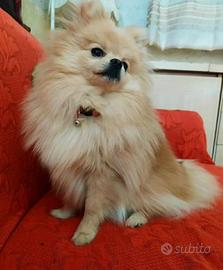 Spitz Pomerania stallone