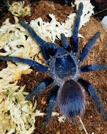 Lasiocyano sazimai