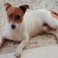 Jack russel per accoppiamento