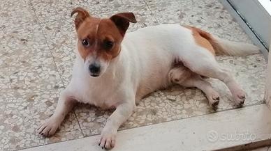 Jack russel per accoppiamento