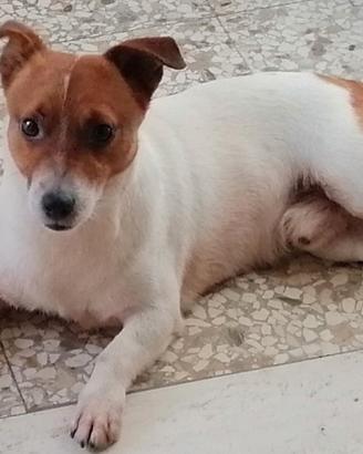 Jack russel per accoppiamento