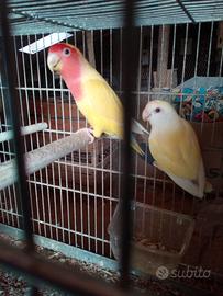 Inseparabili coppie, singoli e novelli