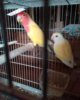 Inseparabili coppie, singoli e novelli
