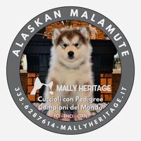 Alaskan Malamute