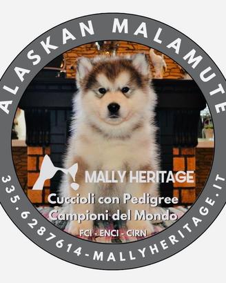 Alaskan Malamute