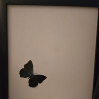 diffusori flat wharfalede