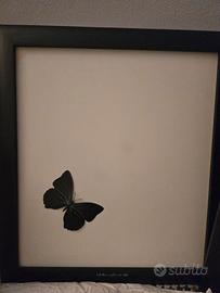 diffusori flat wharfalede