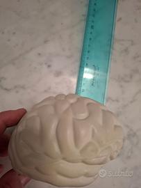 Cervello antistress morbido in lattice