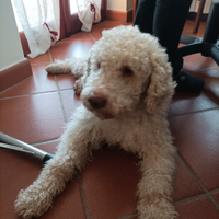 Lagotto Romagnolo per accoppiamento