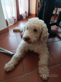 Lagotto Romagnolo per accoppiamento
