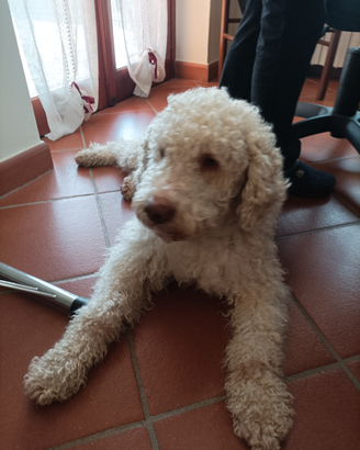 Lagotto Romagnolo per accoppiamento