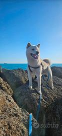 Shiba inu per monta