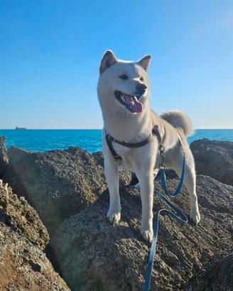 Shiba inu per monta