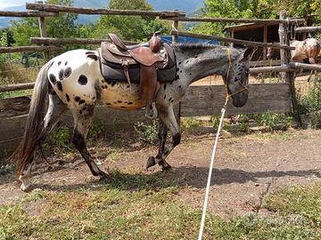 Cavallo