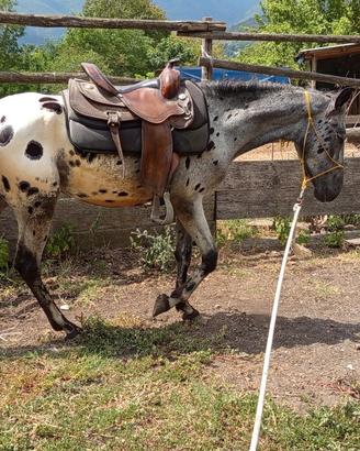 Cavallo