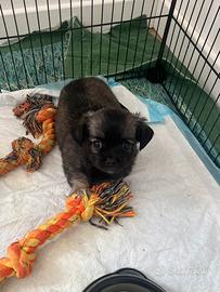 Cuccioli chihuahua pelo lungo