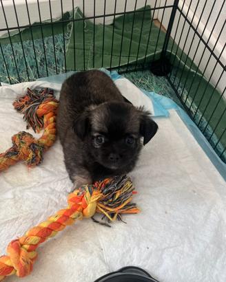Cuccioli chihuahua pelo lungo